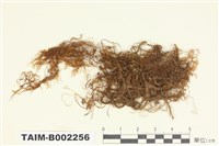 藏品(鞭蘚屬)的圖片